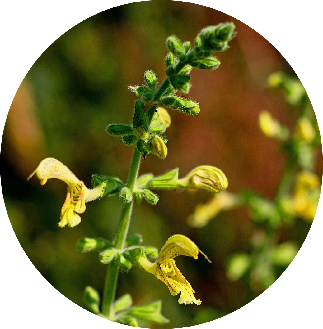 Gelber Salbei - Salvia glutinosa